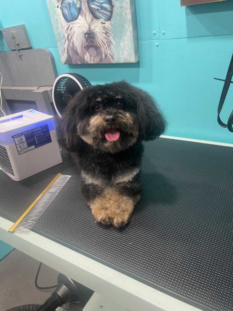 Pet