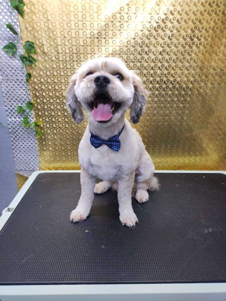 Chewie