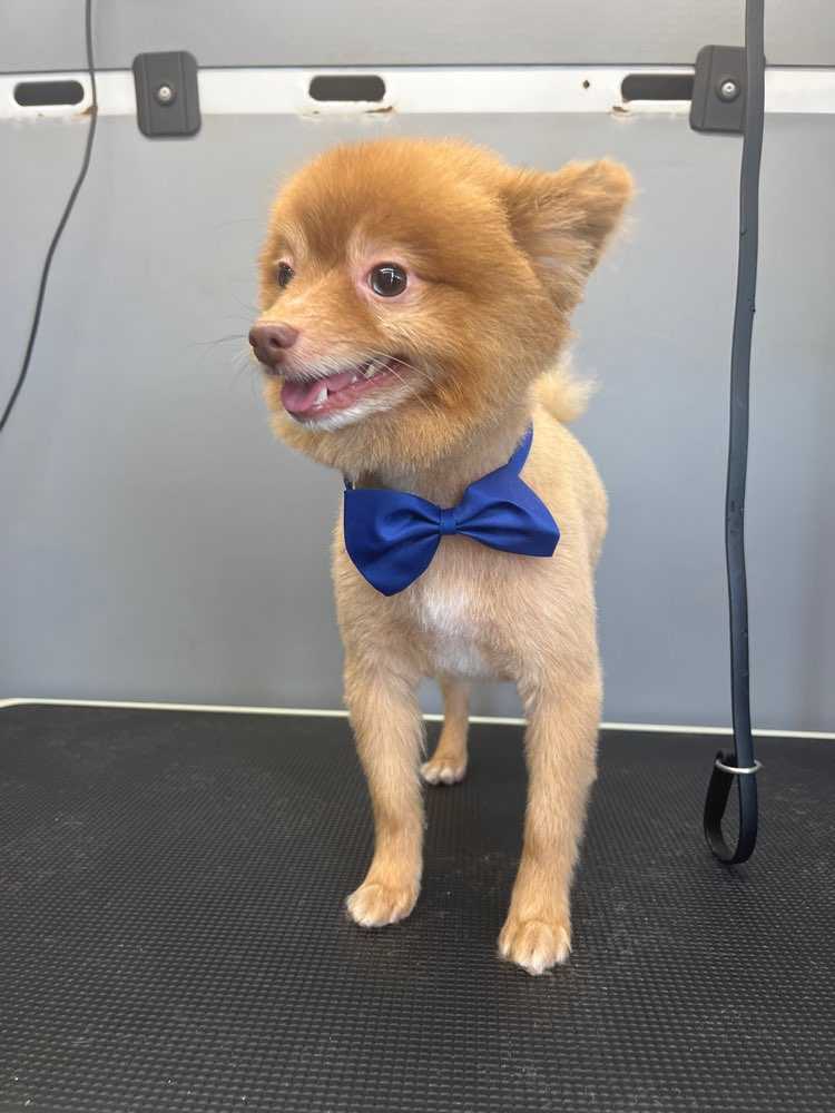 Kash