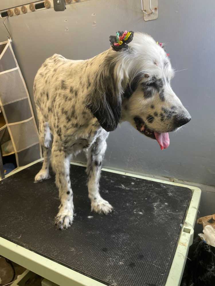 Sadie