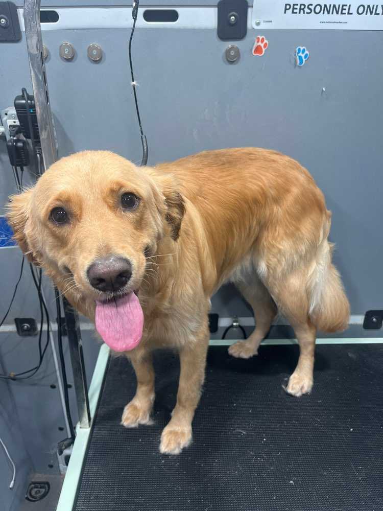 Cali