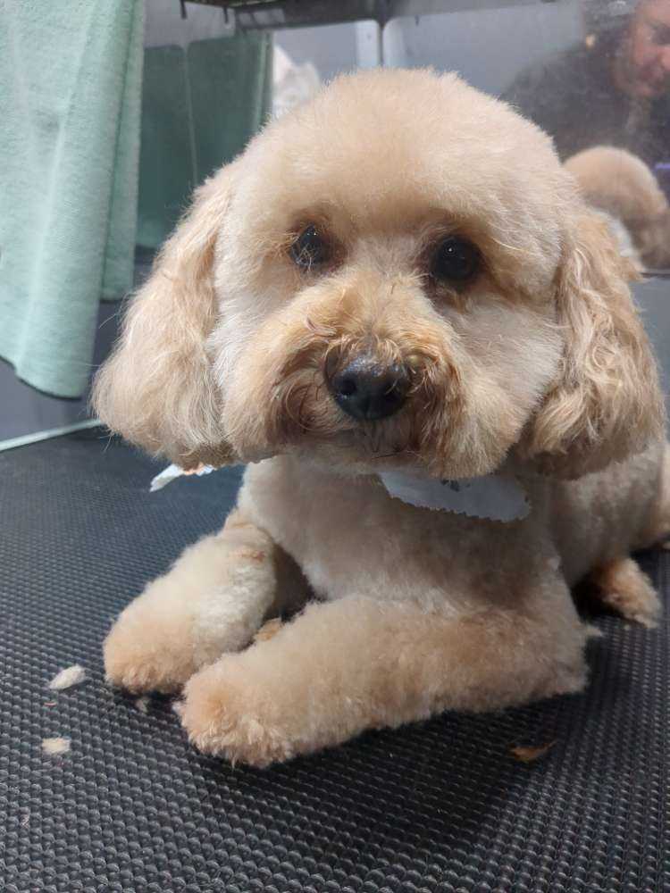 Koko