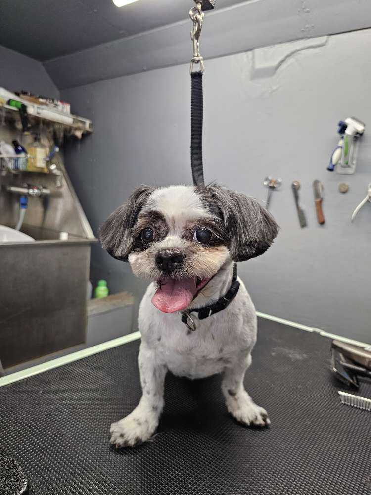 Pet