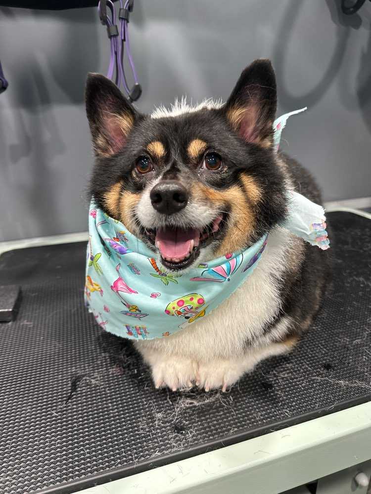 Lola bear