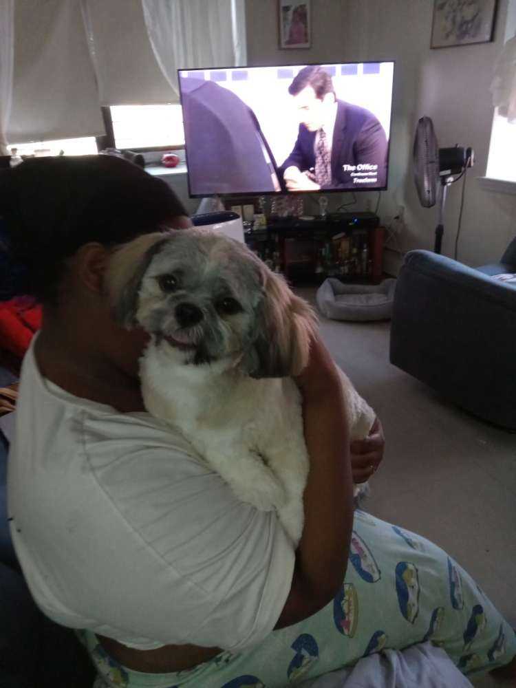 Dog Pet Photo