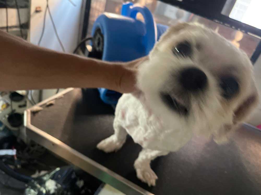 Pet