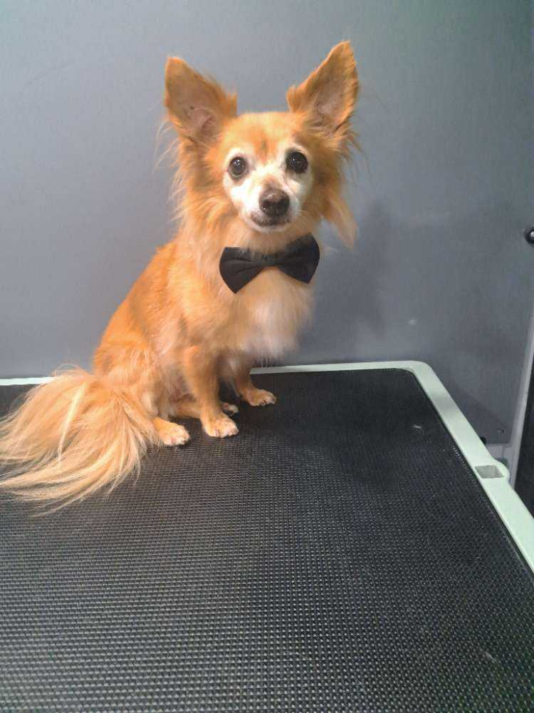 Moxie