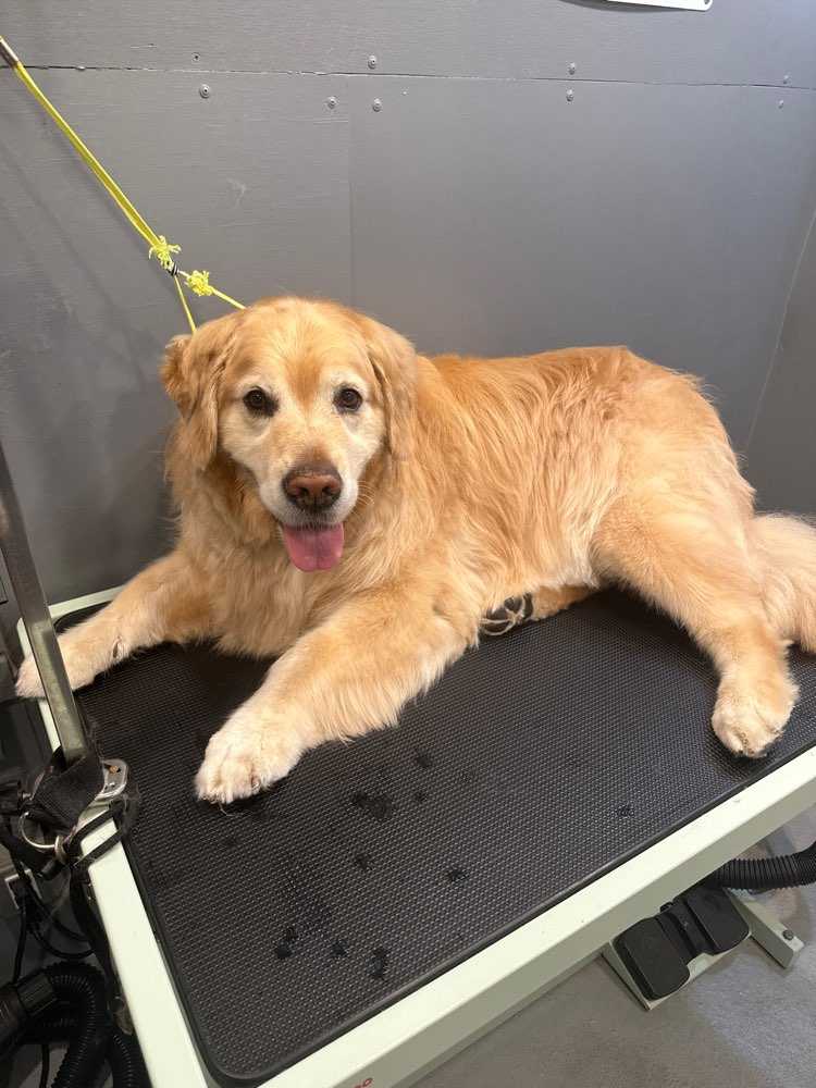 Tonka