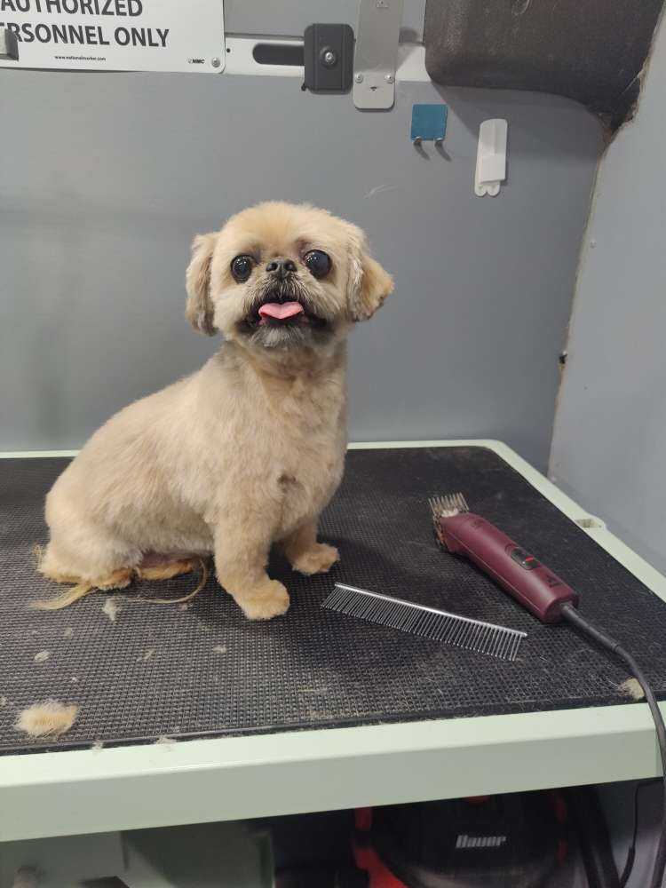 Koko