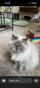 Whitey