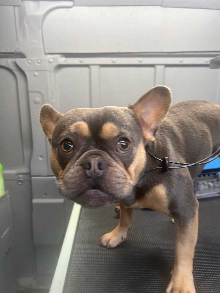 Louie 