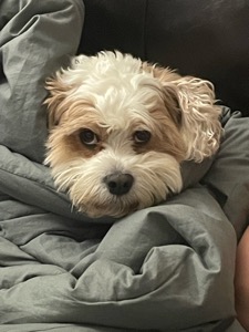 Pete