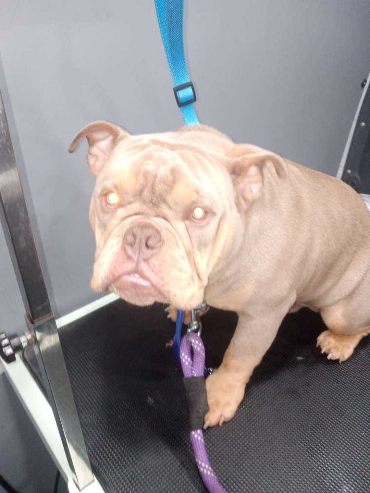 Rocco