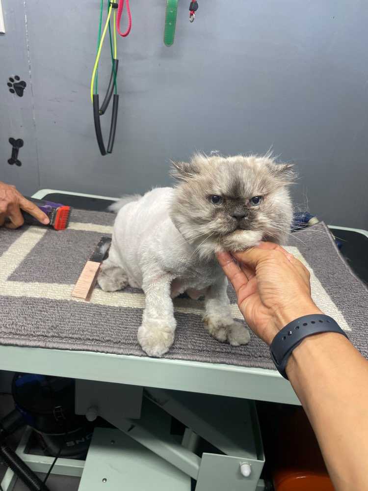 Titi
