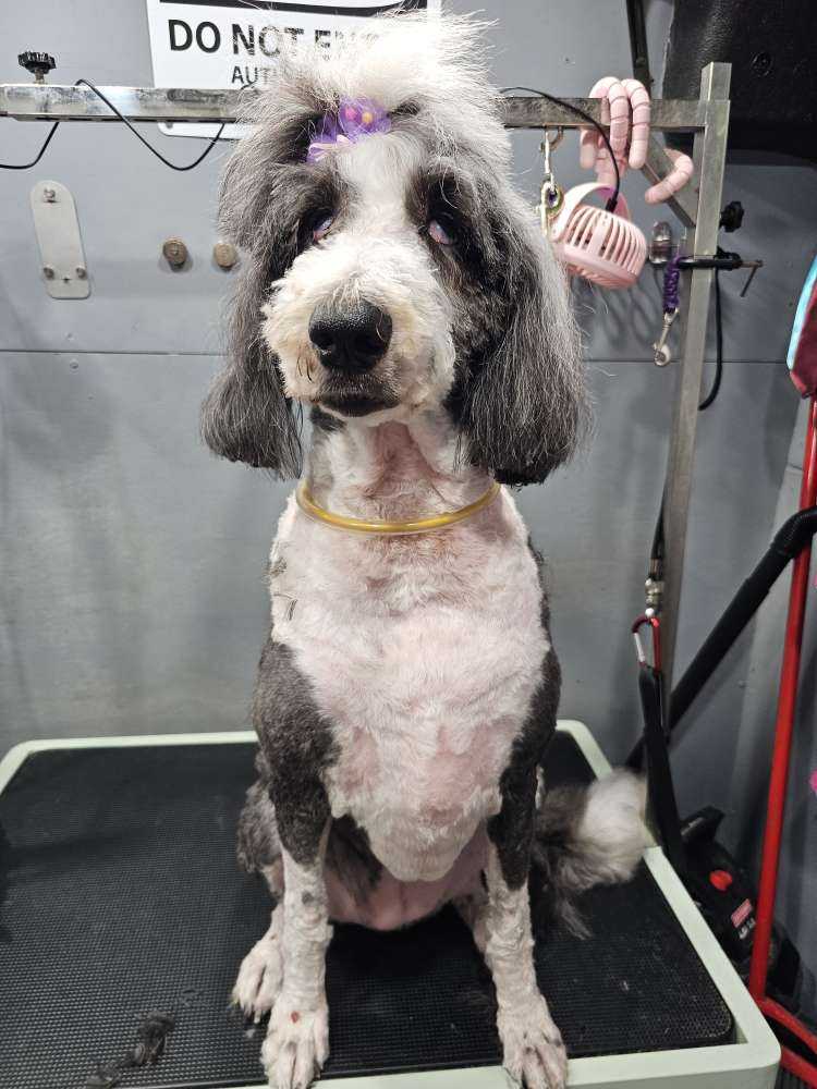 Harley