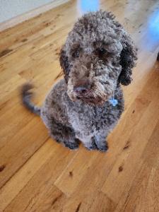 Bo