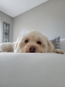 Ollie