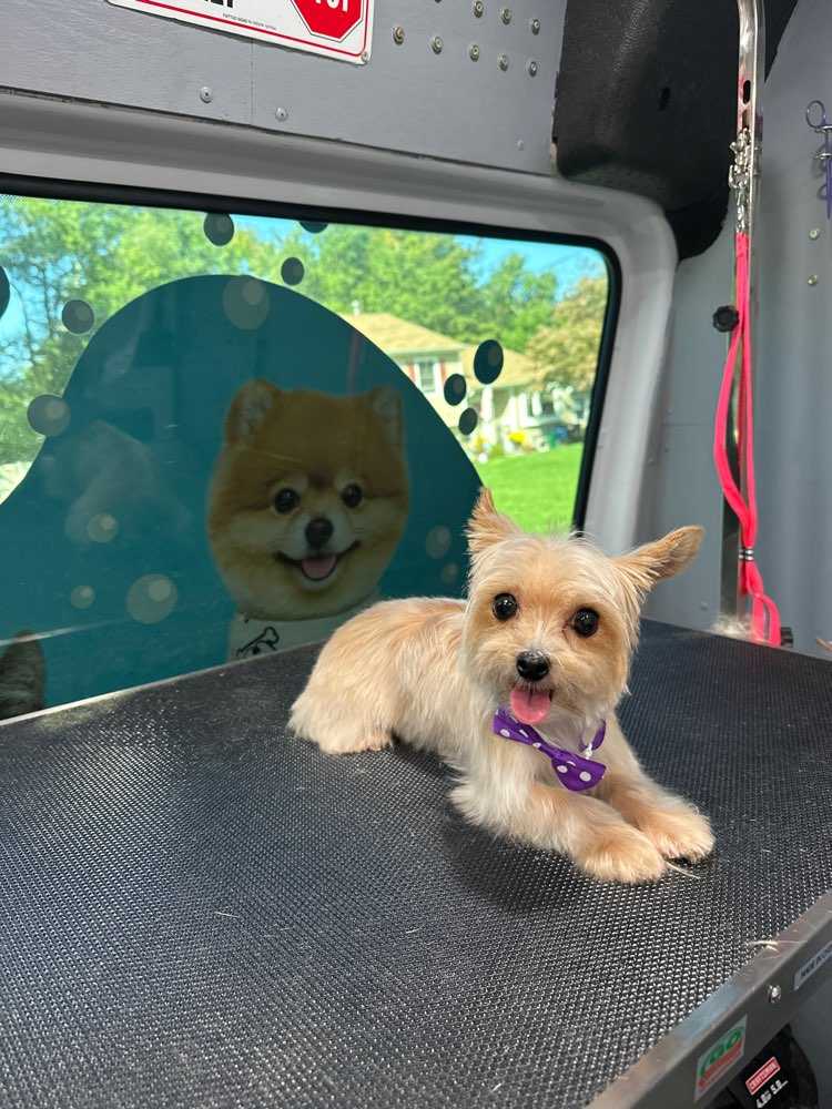 Teddy
