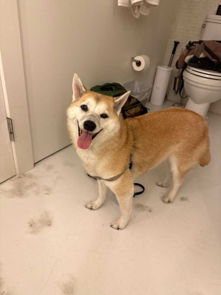 Dog Pet Photo