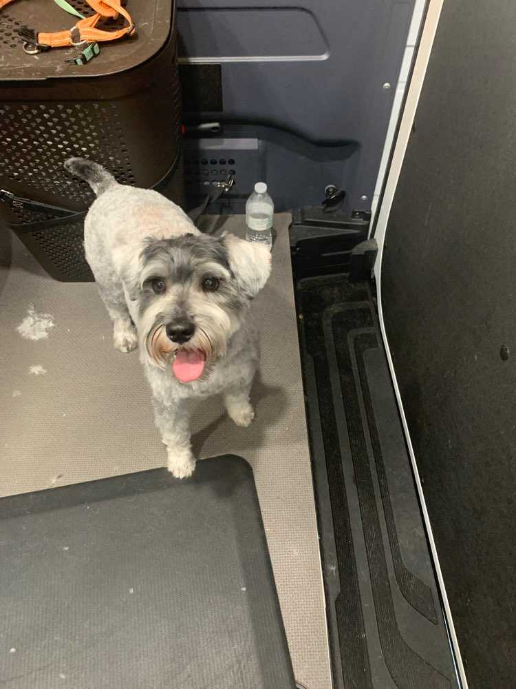 Dog Pet Photo