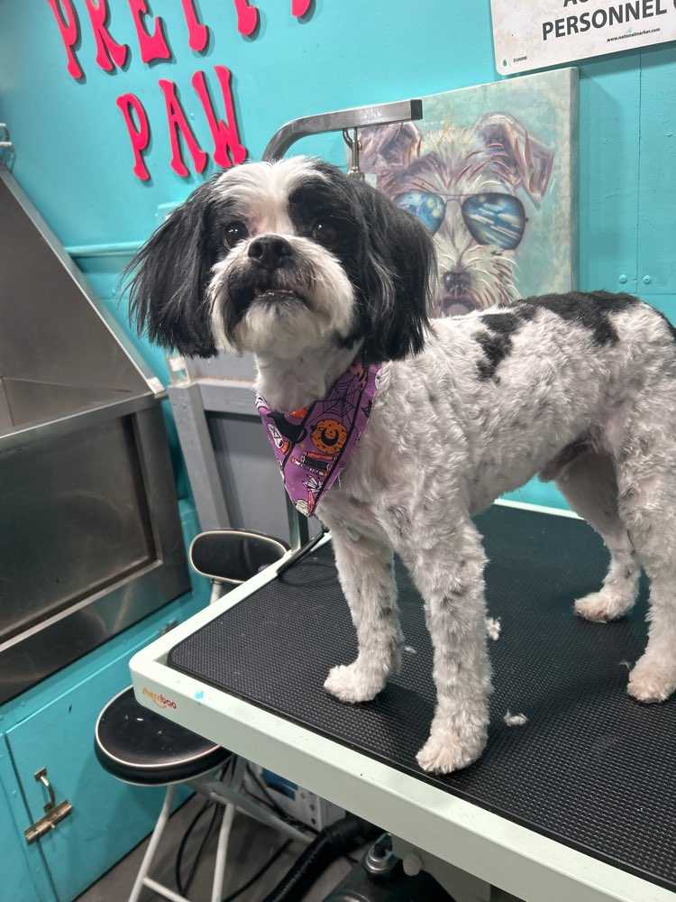 Raja
