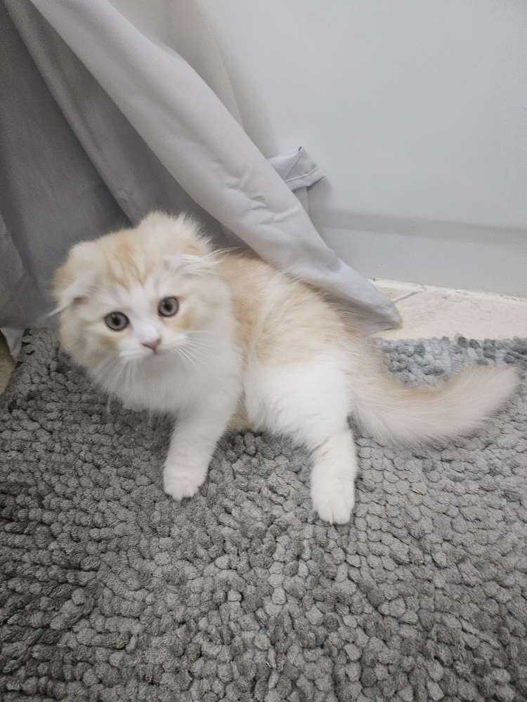 Pet