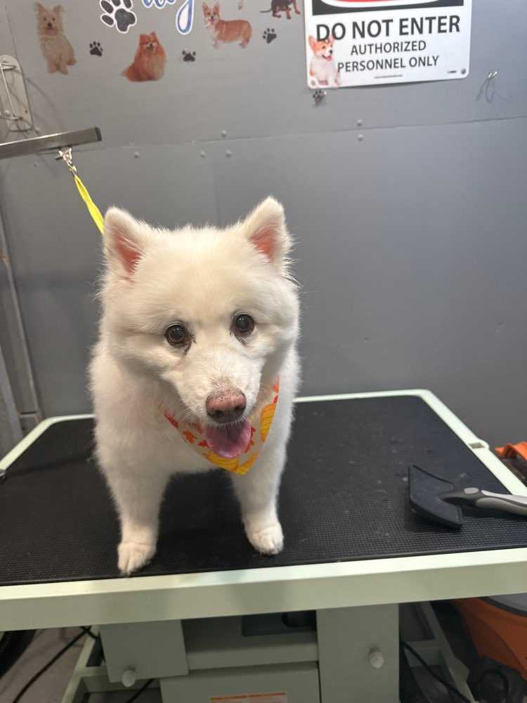 Dog Pet Photo