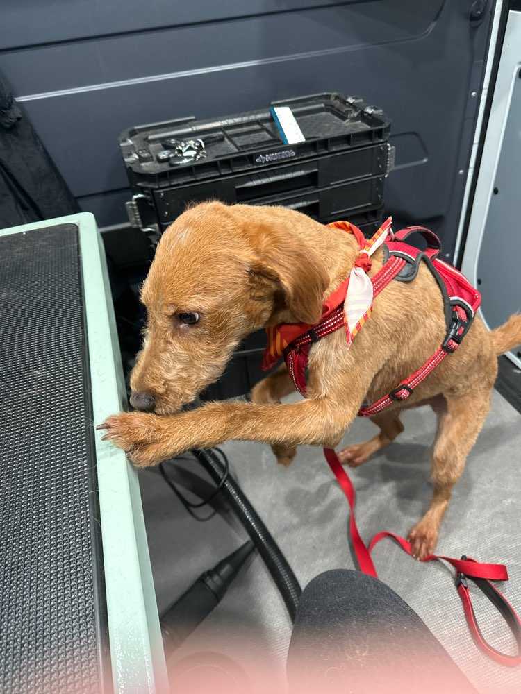 Cooper