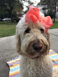 Lilly