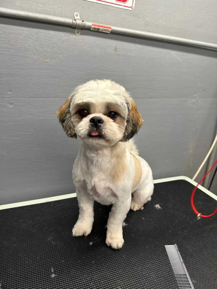 Fluffy fluffball Chi