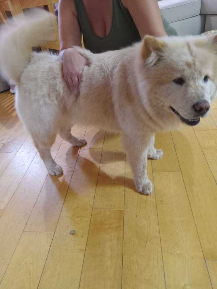 Marshmellow
