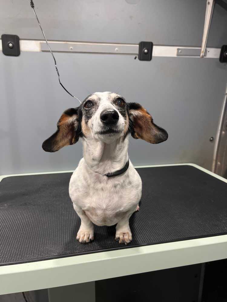 Lulu