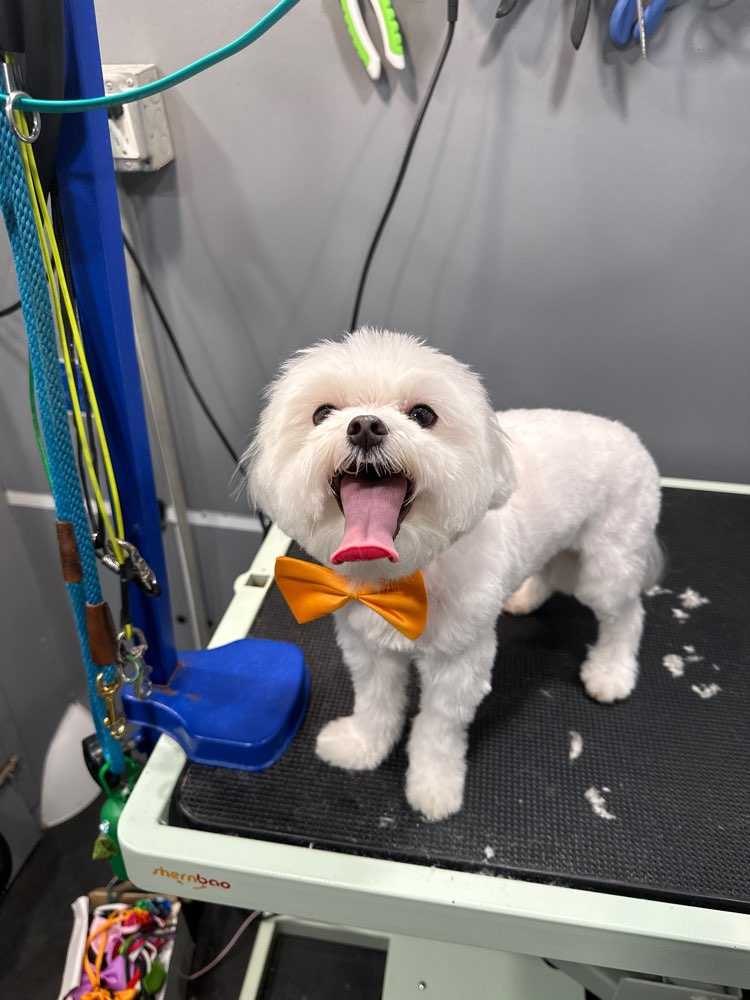 Dog Pet Photo