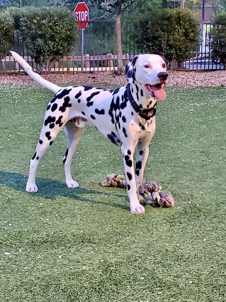 Dog Pet Photo