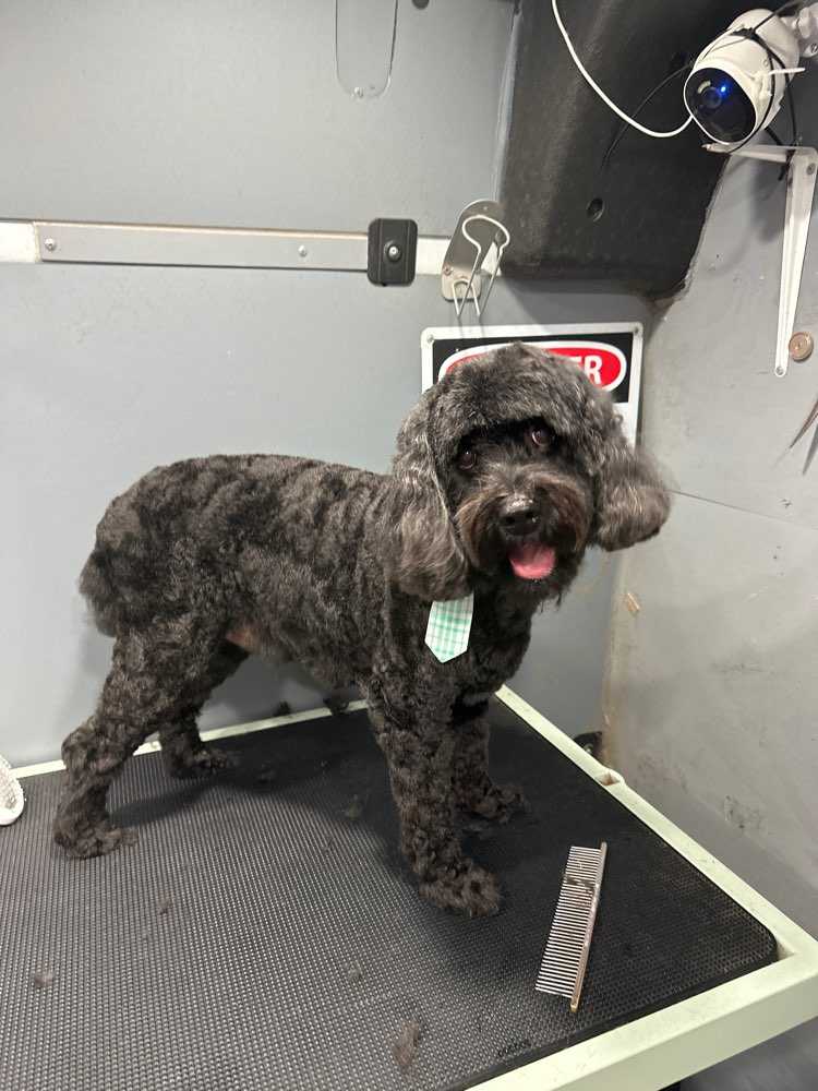 Otis