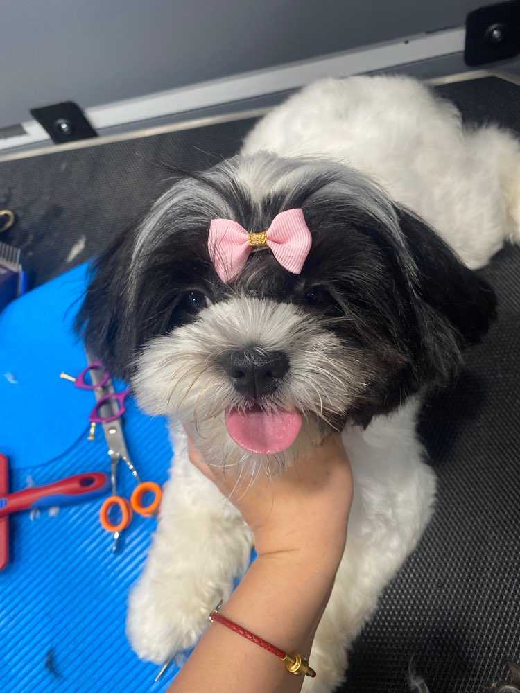 Daisy