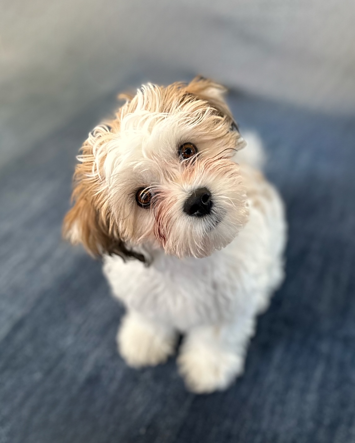 Dog Pet Photo