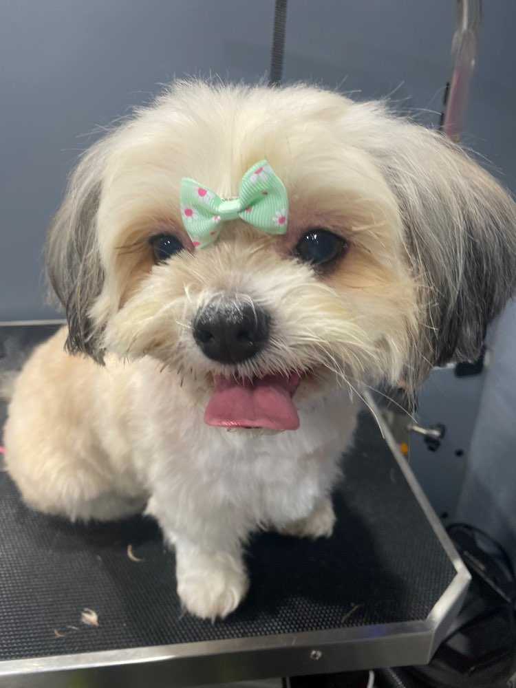 Dog Pet Photo