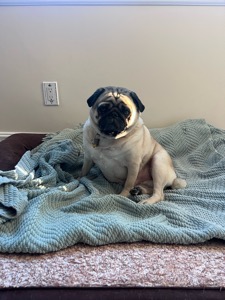 Dog Pet Photo