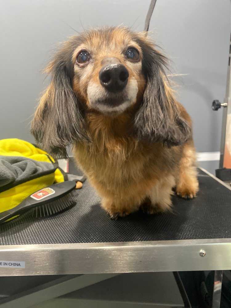 Daisy