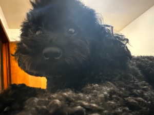 Tinkerbelle 