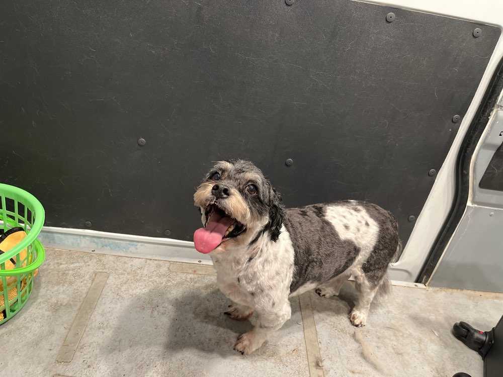 Dog Pet Photo
