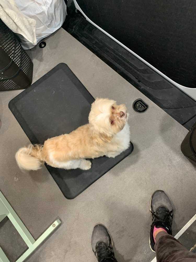 Chewy