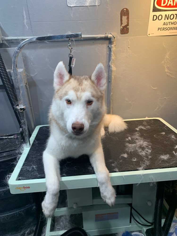 Pet