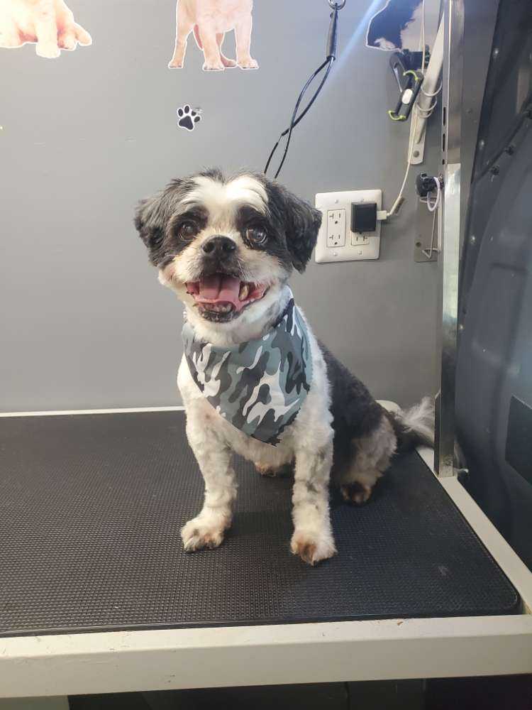 Oreo