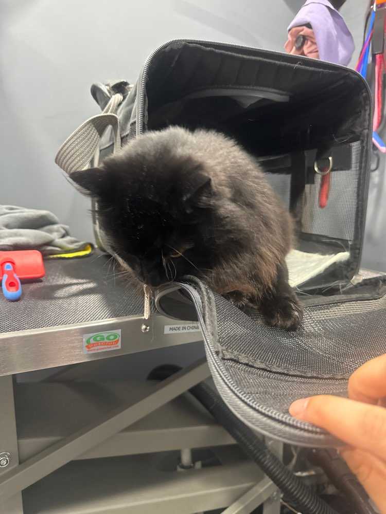 Pet