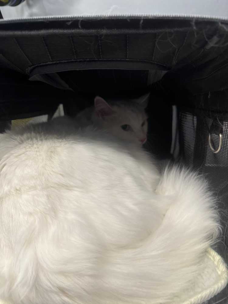 Pet