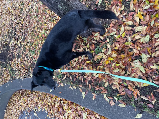 Dog Pet Photo