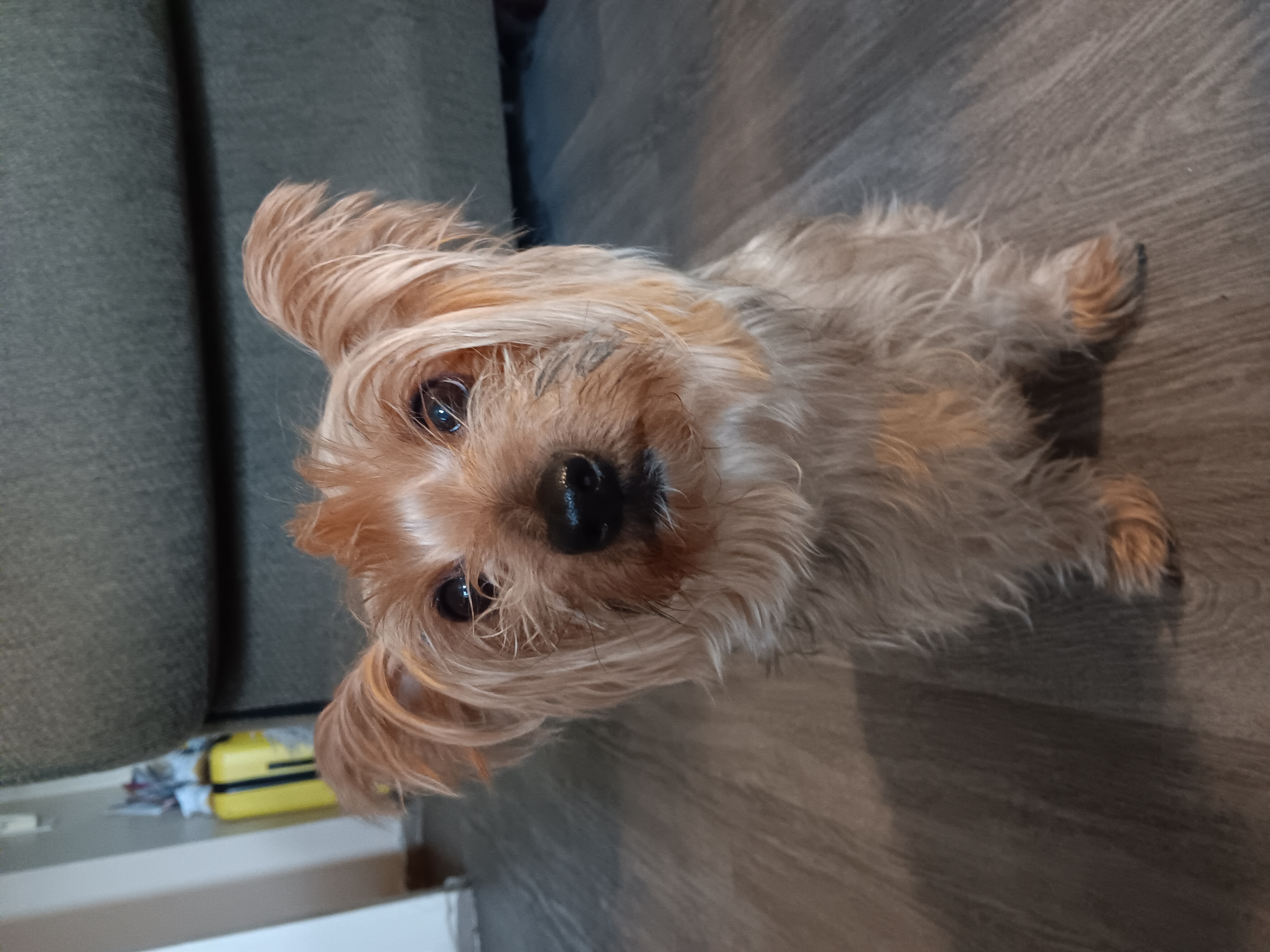 Pet