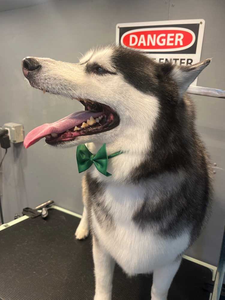 Louie